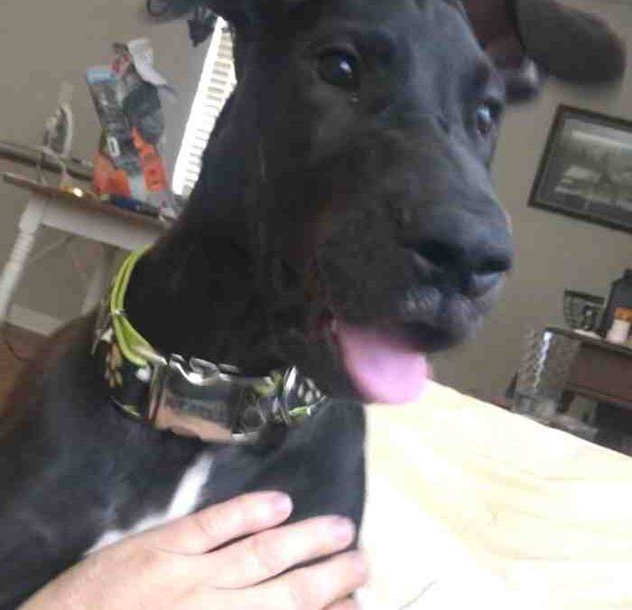 Great dane puppy for adoption in birmingham alabama – supplies included – adopt allie foster