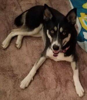 Alliekat Siberian Husky Black Lab Mix Dog For Adoption Andalusia AL 2