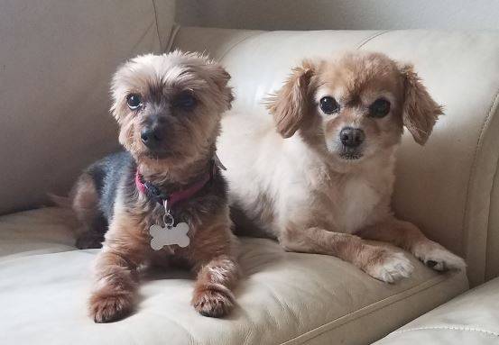 Senior Yorkshire Terrier and Cavalier Mix Dogs Rehomed Together Fremont CA