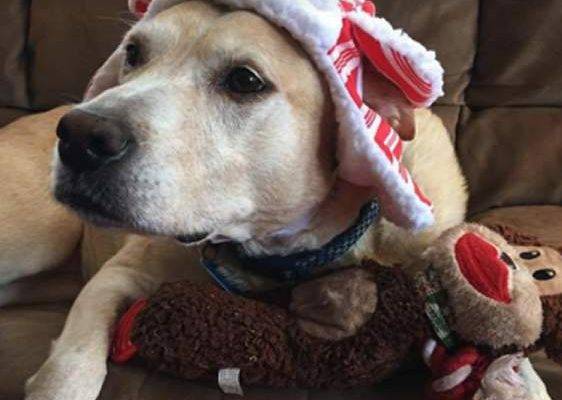 Amber - Yellow Labrador Retriever Mix For Adoption Atlanta GA