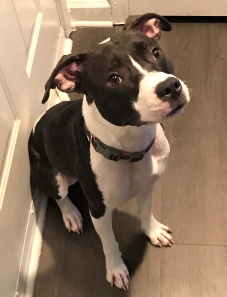 Black and white Boxer Pitbull mix dog for rehoming in Charlotte, NC