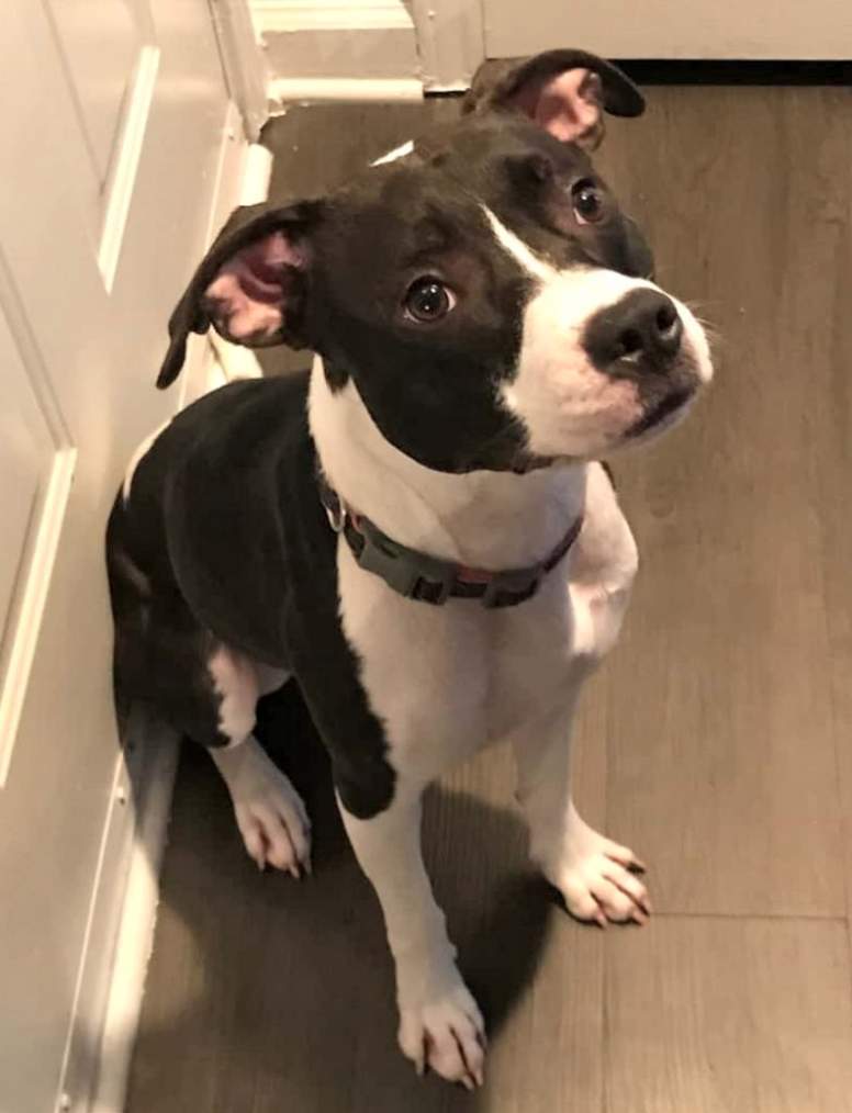 rehoming pitbull near me