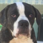 American Bulldog For Foster Home In Las Vegas