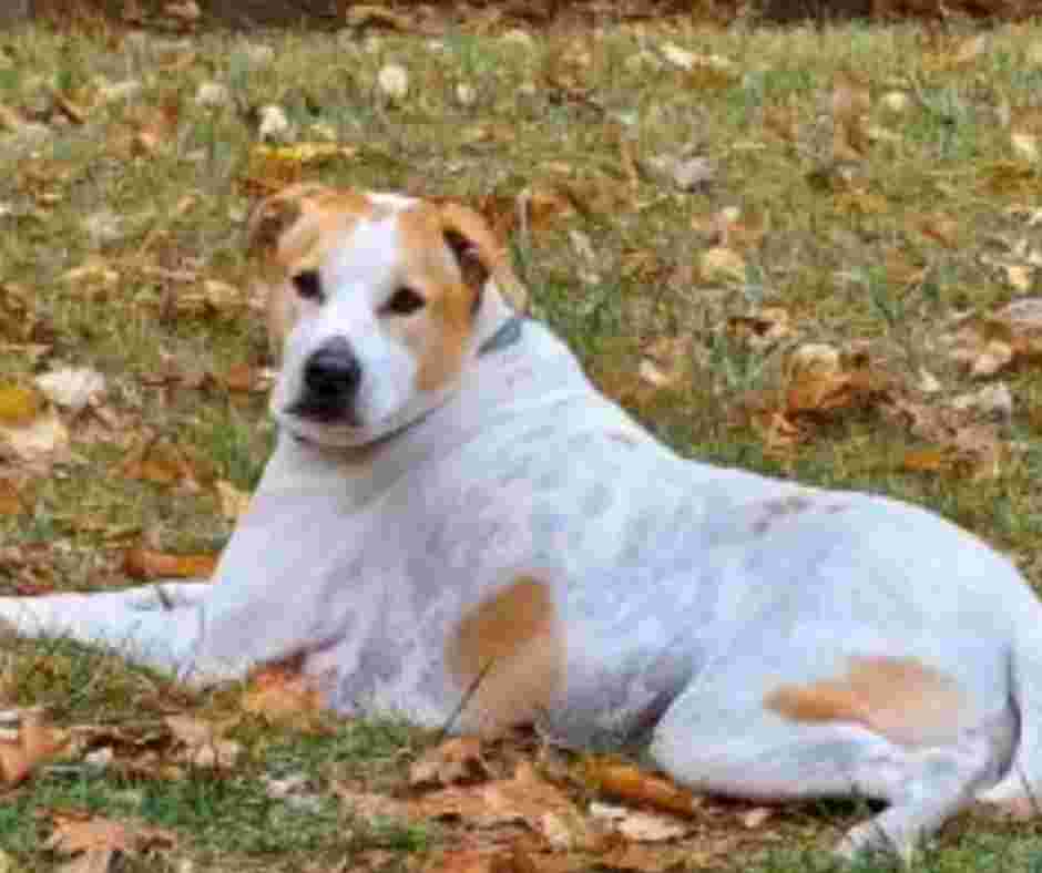 Beagle American Bulldog Mix dog for adoption in Michigan - Meet Oscar