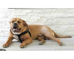 American bully puppy for adoption