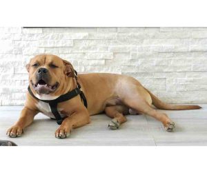american bully puppy for adoption
