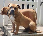 Certified Registered American Bully Puppy For Adoption In Surrey BC – Meet Logan