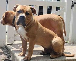 American bully puppy for adoption