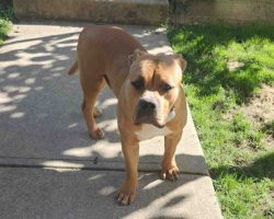 American bully puppy for adoption