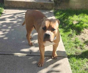 american bully puppy for adoption