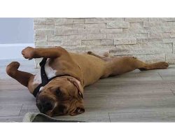 American bully puppy for adoption