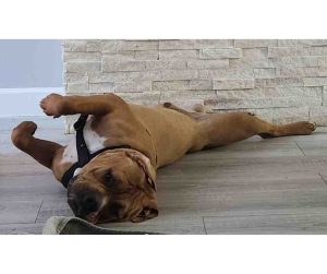 american bully puppy for adoption