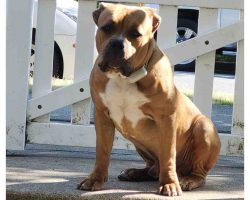 American bully puppy for adoption