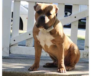 american bully puppy for adoption