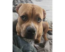American bully puppy for adoption