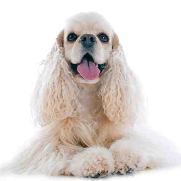 American Cocker Spaniel Photo