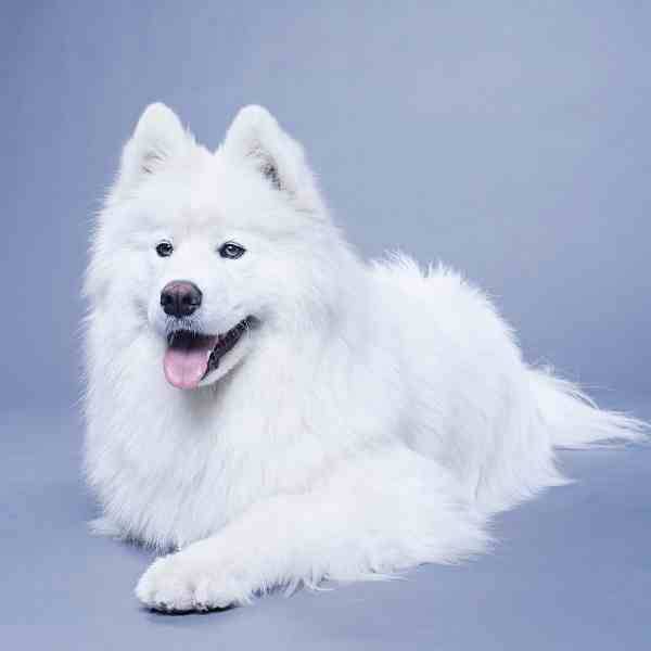 American eskimo dog for adoption