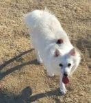 American Eskimo Dog For Adoption in Las Vegas 2