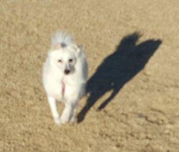 American eskimo dog for adoption in las vegas 2