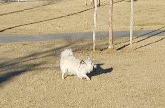 American eskimo dog for adoption in las vegas 2