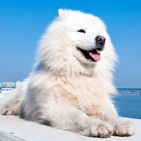 American Eskimo Dog Photo