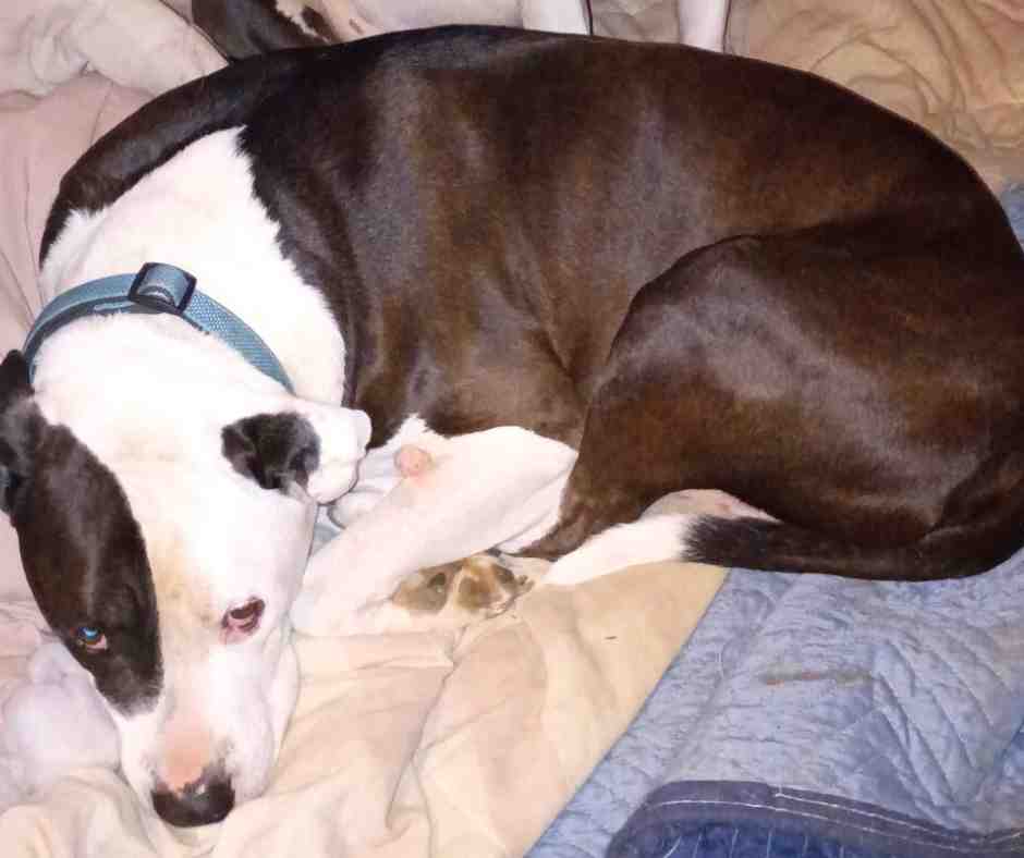 Whoa - American Pit Bull Terrier Mix Dog For Adoption Cincinnati OH