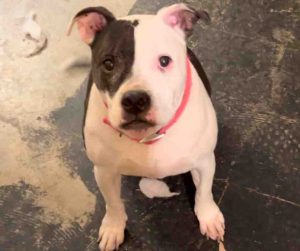 Junior - American Pit Bull Terrier Mix Dog For Adoption Cincinnati OH