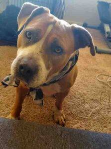 American pit bull terrier mix dog for adoption in los angeles ca