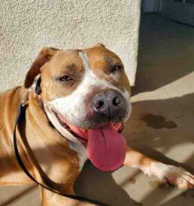 American pit bull terrier mix dog for adoption in los angeles ca 6