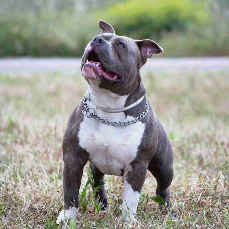 American Pit Bull Terrier (Pitbull) dog