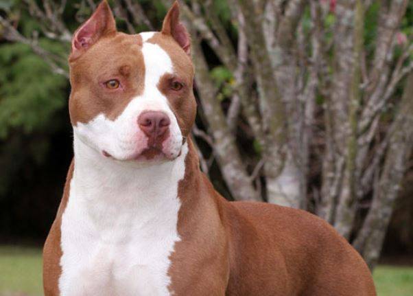 American Pit Bull Terrier