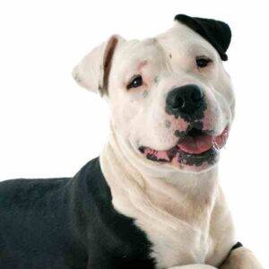 Photo of a black and white american staffordshire terrier amstaff dog for adoption near you