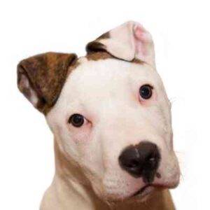 American staffordshire terrier adoptions