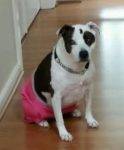 American Staffordshire Terrier For Adoption Seattle Washington 6