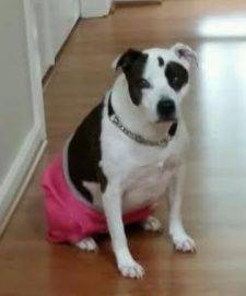 American Staffordshire Terrier For Adoption Seattle Washington 6