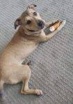 American Staffordshire Terriers For Adoption In Houston TX