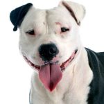 Amstaff