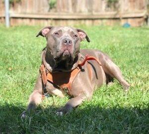 American Staffordshire Terrier Adoption Irving Texas