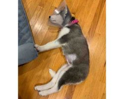 siberian husky puppy for adoption Photo siberian husky puppy for adoption