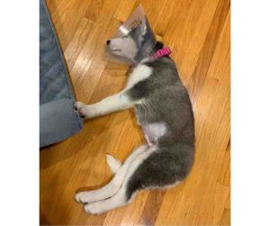 siberian husky puppy for adoption Photo siberian husky puppy for adoption