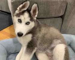 siberian husky puppy for adoption Photo siberian husky puppy for adoption