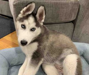 siberian husky puppy for adoption Photo siberian husky puppy for adoption