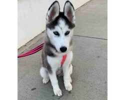 siberian husky puppy for adoption Photo siberian husky puppy for adoption