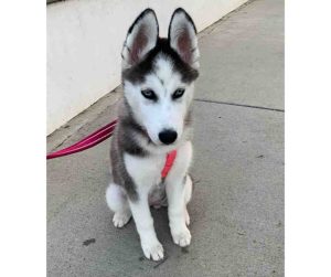siberian husky puppy for adoption Photo siberian husky puppy for adoption