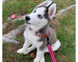 siberian husky puppy for adoption Photo siberian husky puppy for adoption