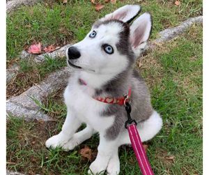 siberian husky puppy for adoption Photo siberian husky puppy for adoption