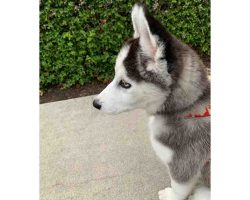 siberian husky puppy for adoption Photo siberian husky puppy for adoption