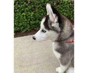 siberian husky puppy for adoption Photo siberian husky puppy for adoption
