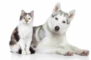 - a cute cat and a handsome husky dog similar to those you might find at animal shelters near you