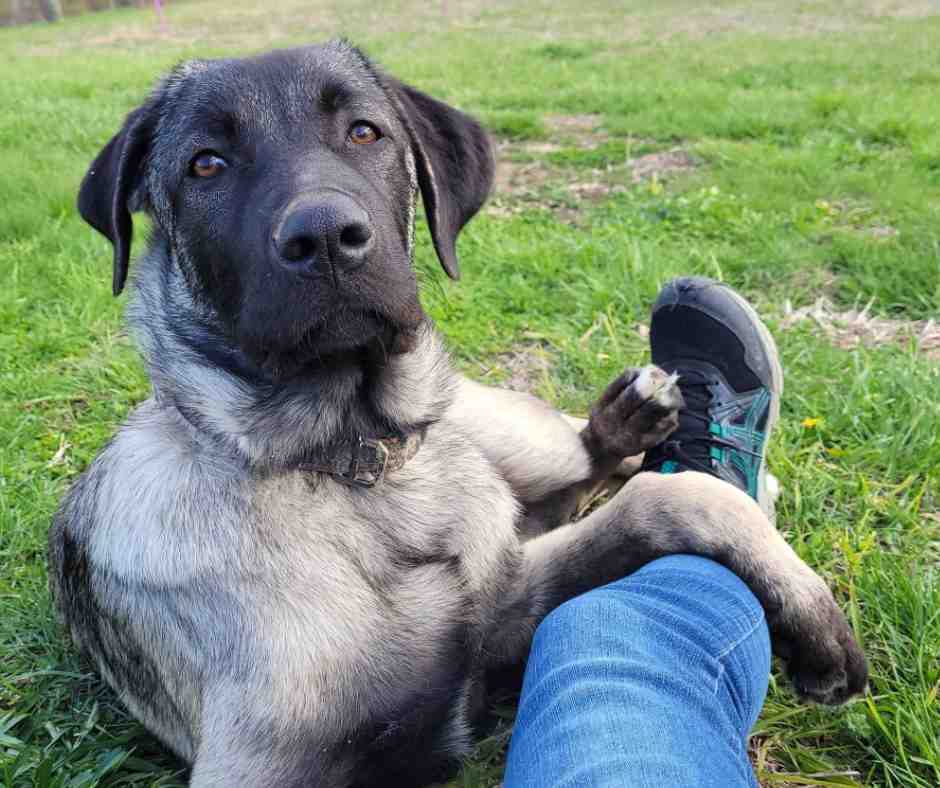 Photo Amazing Anatolian Shepherd For Adoption in Knoxville (Dandridge) TN – Meet Sully